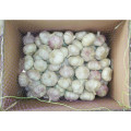 Purple garlic/Fresh garlic/Garlic price per ton from China